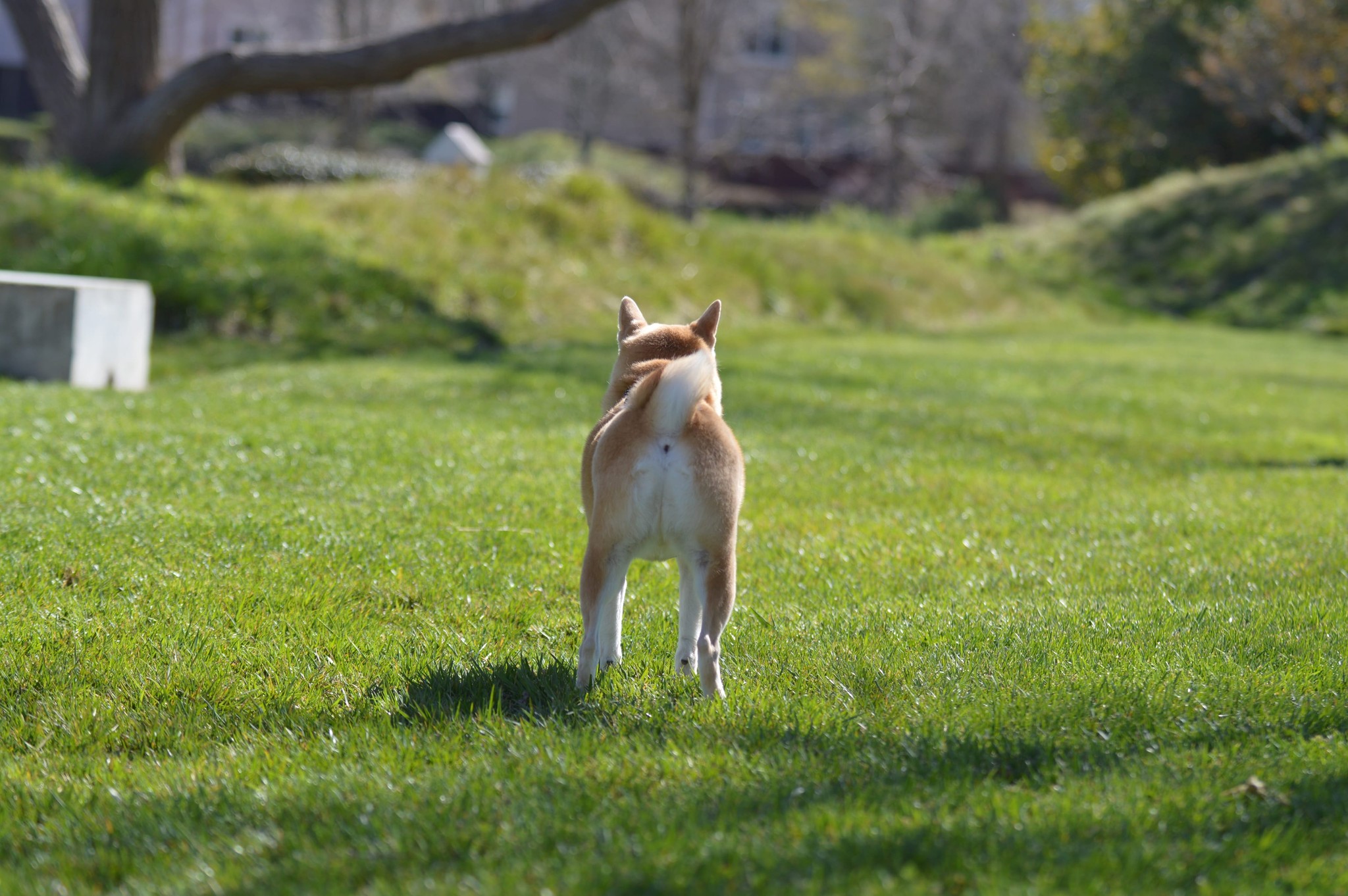 Dog portrait